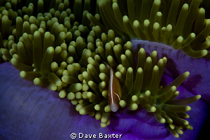 purple by Dave Baxter 